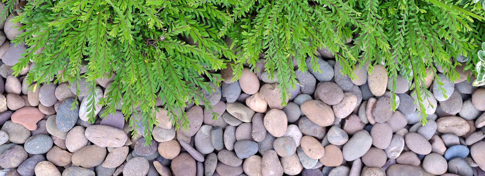 Decorative Pebbles & Cobbles