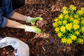 Topsoil & Mulch