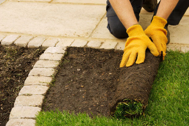 unrolled lawn turf