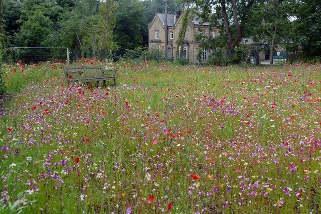 garden meadow