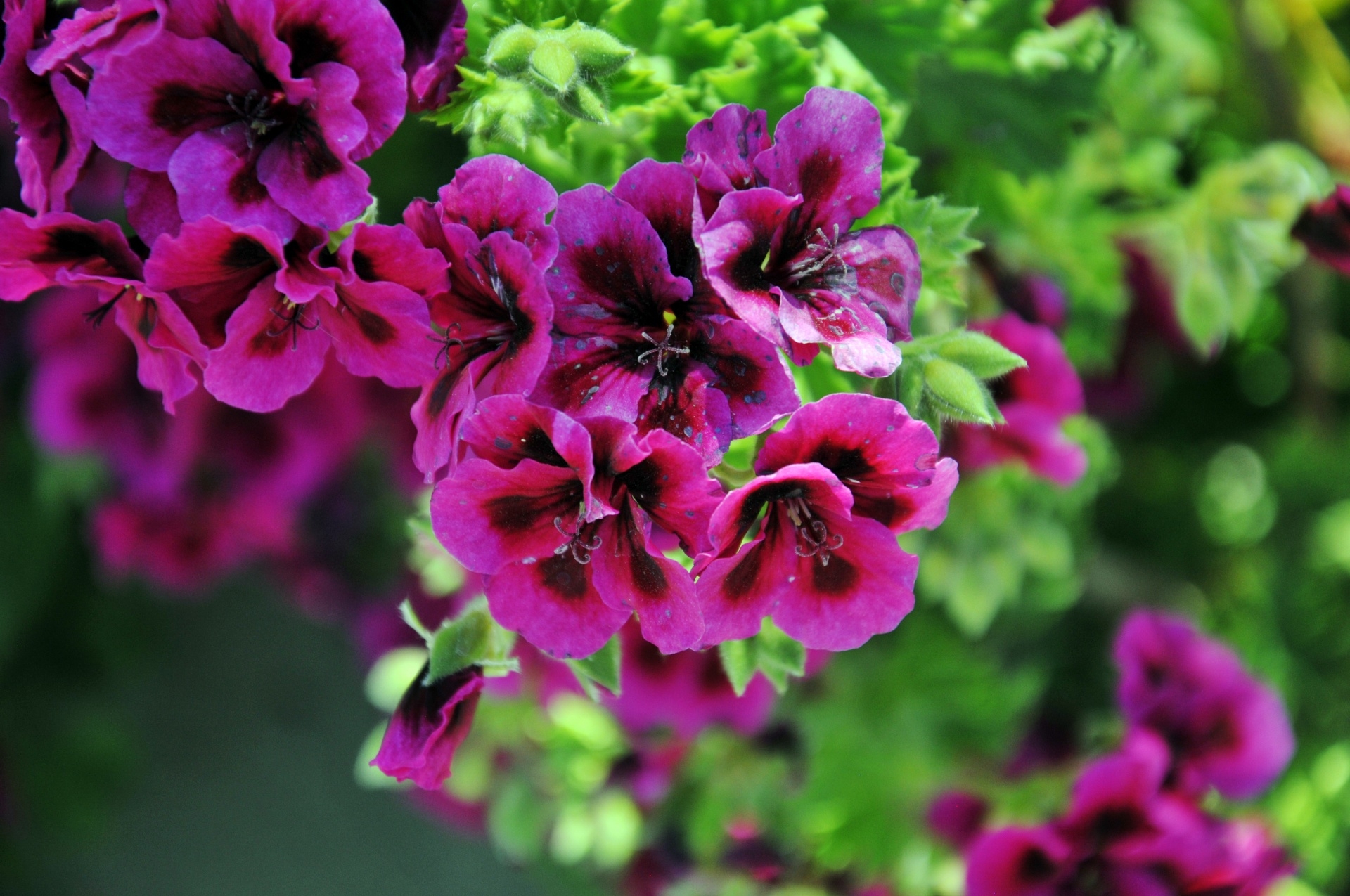 geranium